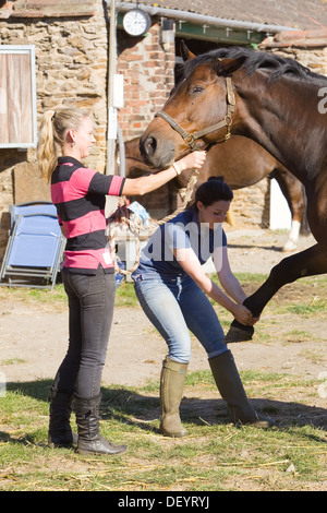 McTimoney-Corley spinale Therapie auf einem Pferd durch einen Tier-Sport-Therapeuten durchgeführt. Stockfoto