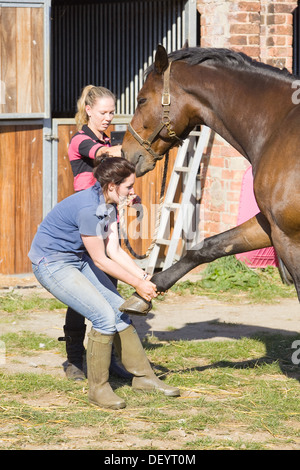 McTimoney-Corley spinale Therapie auf einem Pferd durch einen Tier-Sport-Therapeuten durchgeführt. Stockfoto