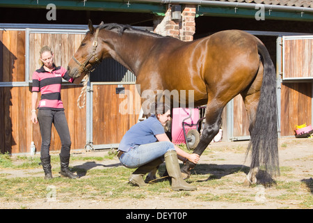 McTimoney-Corley spinale Therapie auf einem Pferd durch einen Tier-Sport-Therapeuten durchgeführt. Stockfoto