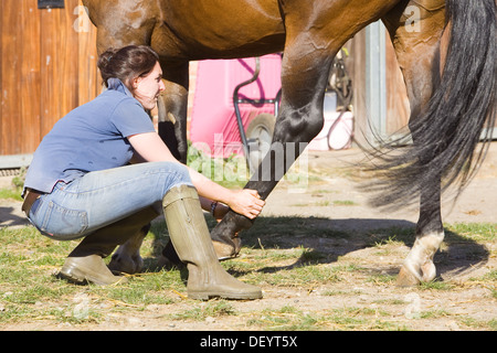 McTimoney-Corley spinale Therapie auf einem Pferd durch einen Tier-Sport-Therapeuten durchgeführt. Stockfoto