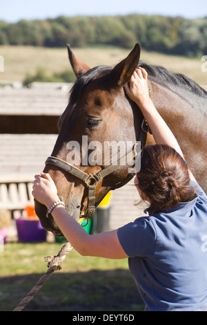 McTimoney-Corley spinale Therapie auf einem Pferd durch einen Tier-Sport-Therapeuten durchgeführt. Stockfoto