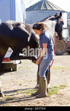 McTimoney-Corley spinale Therapie auf einem Pferd durch einen Tier-Sport-Therapeuten durchgeführt. Stockfoto