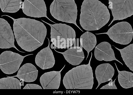 Ficus Religiosa. Skelettstruktur von Heiligen Baum Feigenblatt / Bodhi Baum Blatt auf schwarzem Hintergrund. Muster. Monochrom Stockfoto