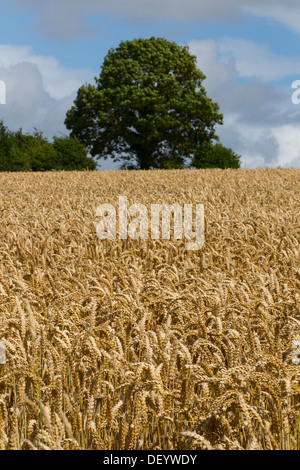 Weizen Ernte Feldfrüchte Feld bereit Getreideernte Zeit uk Stockfoto