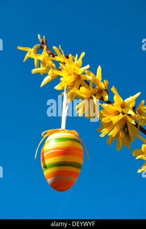 Osterei hängend von einem Forsythien (Forsythia) Stockfoto