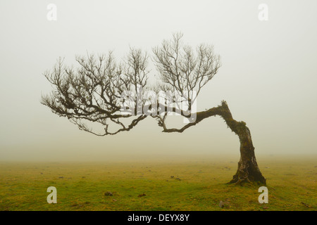 Eine einsame Wind-Bent Lorbeerbaum in nebligen Wetter, Madeira, Portugal Stockfoto