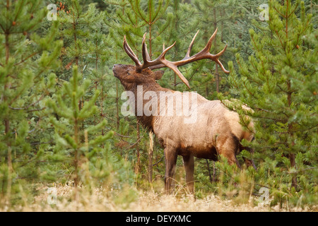 Großen Stier Elch Prügel Bäume während der jährlichen Herbst Spurrinnen Saison-Jasper National Park, Alberta, Kanada. Stockfoto