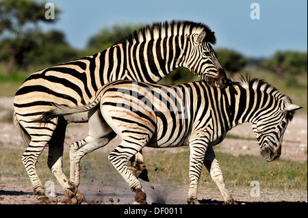 Ebenen Zebras oder Burchell Zebras (Equus Quagga, ehemals Equus Burchelli), Nxai Pan National Park, Botswana Stockfoto