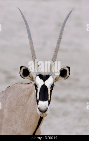 Gemsbock oder Oryx (Oryx Gazella), Porträt, Kgalagadi Transfrontier Park, Nossob Stockfoto