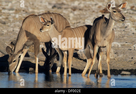 Greater Kudus (Tragelaphus Strepsiceros) an einem Wasserloch Kalkheuvel Wasserloch, Etosha Nationalpark, Halali, Namibia Stockfoto