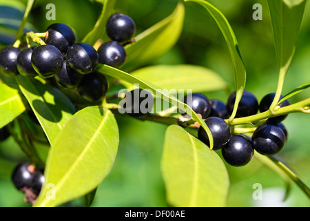 Kirsch Lorbeer, Lorbeer-Kirsche, Prunus Laurocerasus, Lorbeerkirsche, Kirschlorbeer Stockfoto
