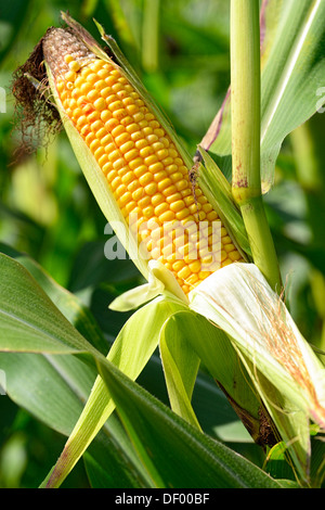 Maiskolben, Zea Mays, Highlight Stockfoto