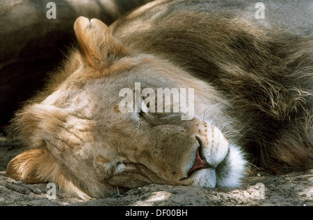 Löwe (Panthera Leo), schlafen, Nossob River Nossob, Südafrika Stockfoto