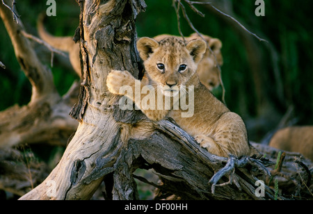 Löwe (Panthera Leo), Nossob River Nossob, Südafrika Stockfoto