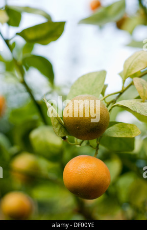 Haben Früchte Stockfoto