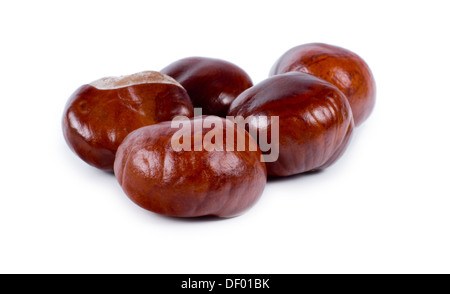 Frische essbare ganze Maronen als Kochzutat, für Tierfutter verwendet und oft ganz in ihre Haut für eine köstliche Herbst oder Herbst Snack, über weiße gebraten. Stockfoto
