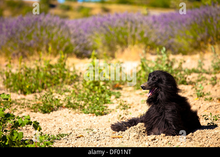 Schwarzer Hund vor einer blühenden Lavendel (Lavandula Angustifolia) herumliegen Boux, Luberon Bergen, Vaucluse Stockfoto