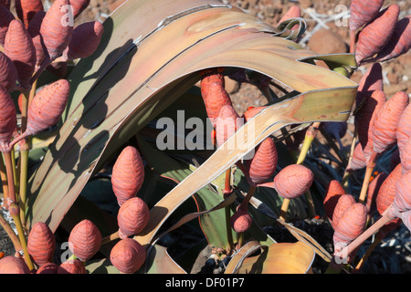 Weibliche Welwitschia Pflanze (Welwitschia Mirabilis), Großaufnahme von Kegeln in Blüte, Kunene Region, Namibia, Afrika, Mai 2013 Stockfoto