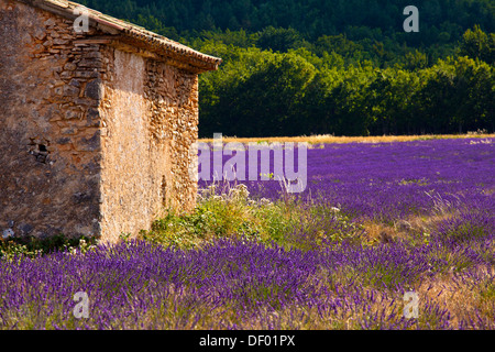 Alten Steinhütte in einem blühenden Lavendel (Lavandula Angustifolia), in der Nähe von St-Christol und Sault, Vaucluse Stockfoto