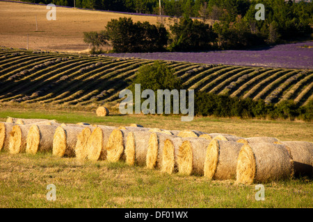 Strohballen vor blühenden Feld von Lavendel (Lavandula Angustifolia), in der Nähe von Sault und Aurel in Chemin des Lavandes Stockfoto