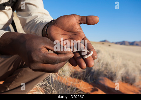 Trail Guide zeigt abgestreiften Haut des gehörnten Addierer (Bitis Caudalis), Tok Tokkie Trail, NamibRand Nature Reserve, Namibia, Afrika Stockfoto