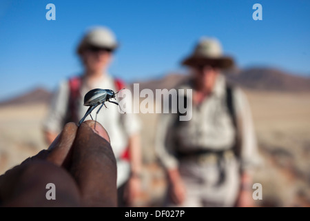 Wachsartige Hologramm Käfer (Tok Tokkie Käfer) (Tenebrionidae) zu Traillists gezeigt, NamibRand Nature reserve, Namibia, Afrika Stockfoto