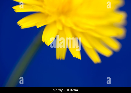 Gelbe Wiesenblumen fotografiert vor einem blauen Hintergrund, Isle of Mull, Schottland, Stockfoto