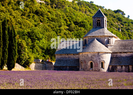 Blühende Feld von Lavendel (Lavandula Angustifolia) vor Senanque Abbey, Gordes, Vaucluse, Provence-Alpes-Cote d ' Azur Stockfoto