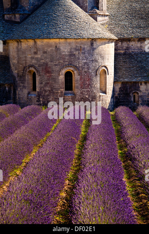 Blühende Feld von Lavendel (Lavandula Angustifolia) vor Senanque Abbey, Gordes, Vaucluse, Provence-Alpes-Cote d ' Azur Stockfoto