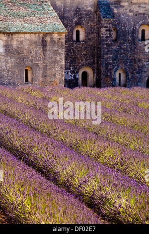 Blühende Feld von Lavendel (Lavandula Angustifolia) vor Senanque Abbey, Gordes, Vaucluse, Provence-Alpes-Cote d ' Azur Stockfoto