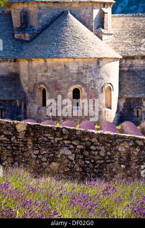 Blühende Feld von Lavendel (Lavandula Angustifolia) vor Senanque Abbey, Gordes, Vaucluse, Provence-Alpes-Cote d ' Azur Stockfoto