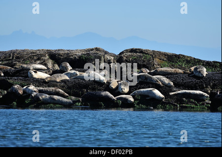 Seehunde sonnen sich in der warmen Sonne auf einer Felseninsel Stockfoto