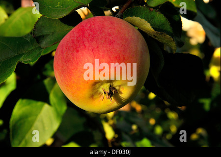 Ein roter Apfel von einem Apfelzweig Baum hängen, Stockfoto