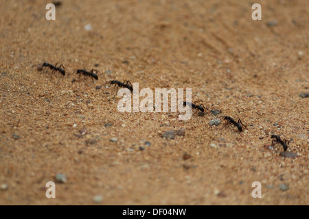 Eine Reihe von Ameisen marschieren auf Sand Stockfoto