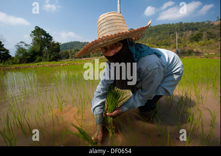 Bäuerin mit einem Hut, arbeiten in einem Reisfeld, Reispflanzen im Wasser, Reis Landwirtschaft, Nord-Thailand, Thailand, Asien Stockfoto