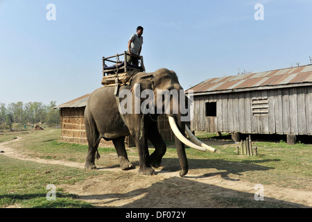 Asiatischer Elefant (Elephas Maximus), in Ausbildung, Chitwan Nationalpark, Nepal, Asien Stockfoto