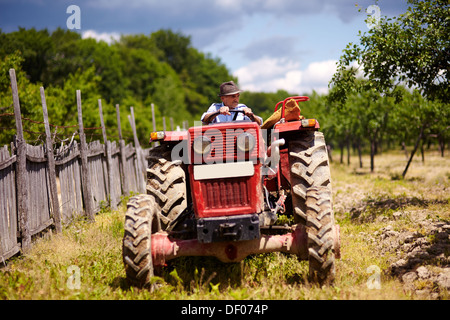 Senior Bauer einen Obstgarten Pflaumenbäume seiner alten Traktor mit Anhänger durchfahren Stockfoto