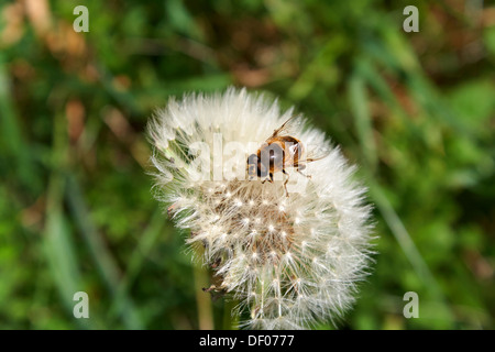 Europäische Hoverfly Eristalis Tenax Drohne fliegen auf Löwenzahn Uhr im Vereinigten Königreich Stockfoto