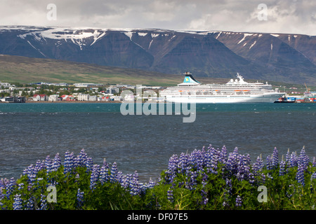 Nootka Lupinen (Lupinus Nootkatensis), Kreuzfahrt, Schiff, Hafen von Akureyri, Region Norðurland Eystra oder Nord-Ost Region, Island Stockfoto