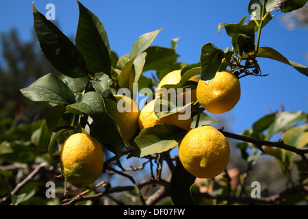 Zitronenbaum in Biniaraix bei Soller, Mallorca, Balearen, Spanien Stockfoto