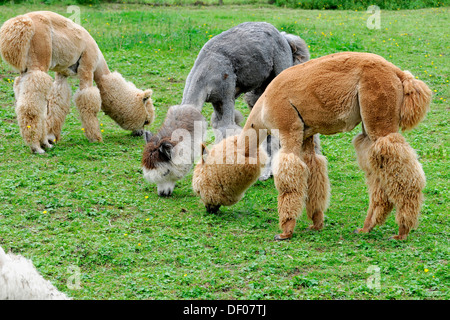 Alpakas (Lama Pacos), Alpaka Zucht, Schwaebisch Gmuend, Baden-Württemberg Stockfoto