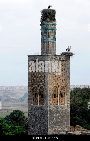 Weißstörche (Ciconia Ciconia), Storchennester auf das Minarett auf dem ehemaligen Zaouia in Marokko Meriniden-Nekropole Chellah Stockfoto