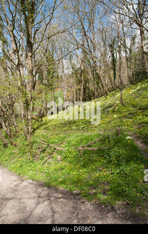 Woodland Bank bedeckt mit Primeln (Primula Vulgaris) und kleinen Celandines (Ficaria Verna) im Frühjahr in South Devon Stockfoto