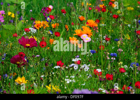 Blühende Wiesen im Sommer, Kornblumen (Centaurea Cyanus), Schafsgarben (Achillea), Malven (Malva), gelbe Margeriten (Leucanthemum) Stockfoto