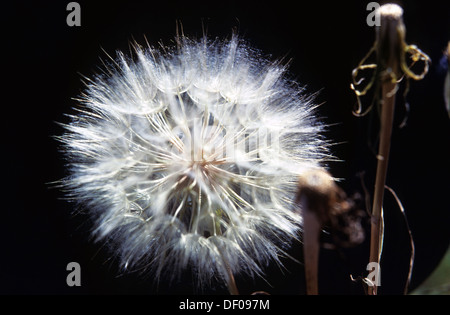 Elk266-1920 Wyoming, Grand-Teton-Nationalpark, Löwenzahn Stockfoto
