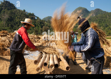 Männer aus der Shan oder Thai Yai Volksgruppe sind Dreschen Reis, Feldarbeit, Soppong oder Pang Mapha Bereich, Nord-Thailand Stockfoto
