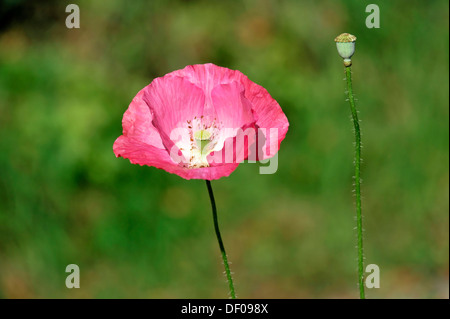 Lachsfarben oder rosa Blume eines hybriden Mohn (Papaver Rhoeas L. Hybriden), Schwaebisch Gmuend, Baden-Württemberg Stockfoto