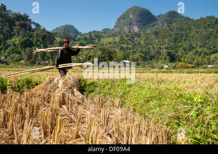 Mann aus der Shan oder Thai Yai Volksgruppe mit Bambus, Feldarbeit, geernteten Reisfeld, Soppong oder Pang Mapha Bereich Stockfoto