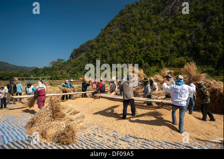 Männer aus der Shan oder Thai Yai Volksgruppe Dreschen Reis, Feldarbeit, geernteten Reisfeld, Soppong oder Pang Mapha Bereich Stockfoto