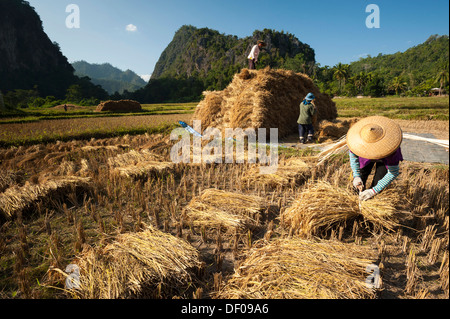 Menschen aus der Shan oder Thai Yai Volksgruppe, die Herstellung von Stroh Bündel, Feldarbeit, Mann steht auf einem Heuhaufen Stockfoto
